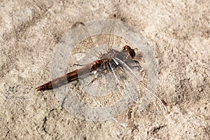 Dragonfly on stone