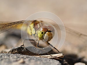 Dragonfly on a stone