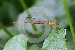 A dragonfly resting on a leaf photo