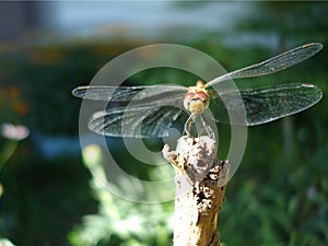 Dragonfly summer background