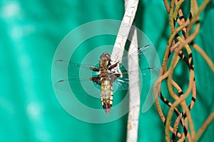 Dragonfly in sun light close up shot