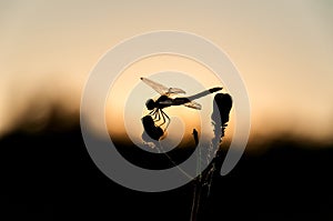 Dragonfly sunset branch