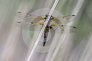 Dragonfly ,super details,close up