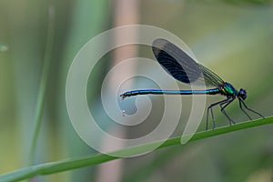 Dragonfly ,super details,close up