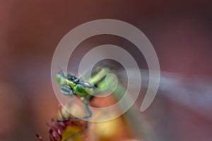 Dragonfly ,super details,close up