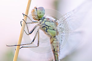 Dragonfly ,super details,close up