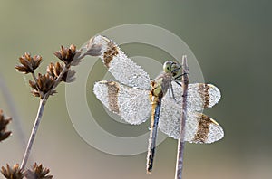 Dragonfly ,super details,close up