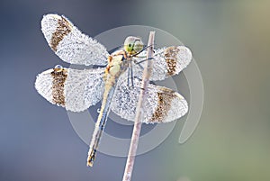 Dragonfly ,super details,close up