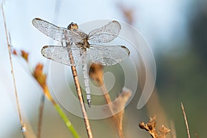 Dragonfly ,super details,close up