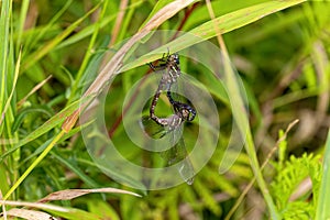 Dragonfly Swamp darner (Epiaschna heros)