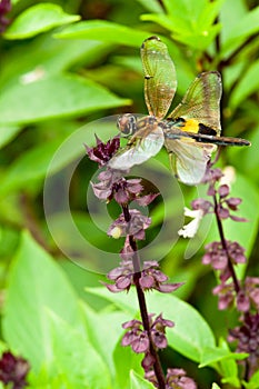 DragonFly on Sweet Basil