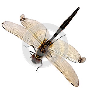Dragonfly. Sympetrum danae