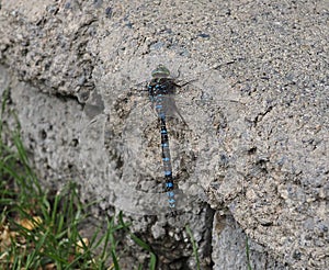 Dragonfly Or Sympetrum Flaveolum On Concrete Wall