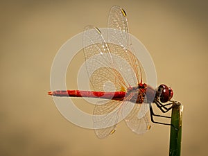 Dragonfly Sympetrum Fonscolombii