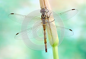 Dragonfly Sympetrum vulgatum (female)