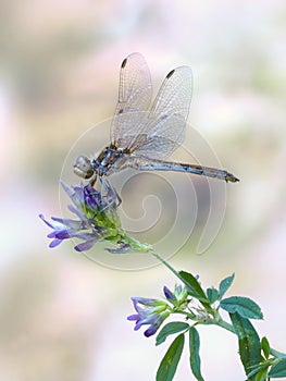 Dragonfly Sympetrum vulgatum (female)