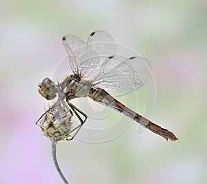 Dragonfly Sympetrum vulgatum (female)