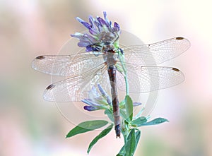 Dragonfly Sympetrum vulgatum (female)