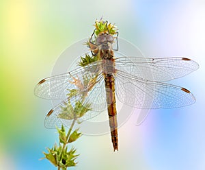 Dragonfly Sympetrum vulgatum (female)