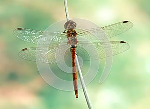 Dragonfly Sympetrum vulgatum (male)