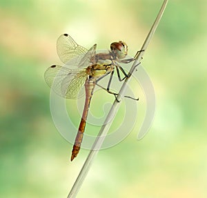 Dragonfly Sympetrum vulgatum (male)