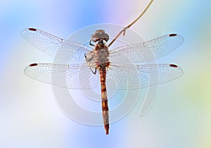 Dragonfly Sympetrum vulgatum (male)