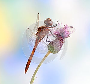 Dragonfly Sympetrum vulgatum (male)