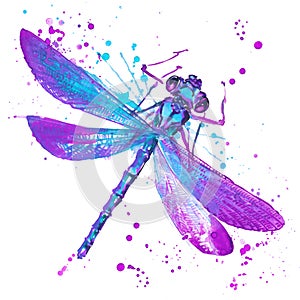 Dragonfly T-shirt graphics, dragonfly illustration with splash w