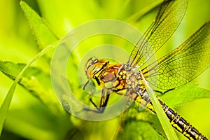 A dragonfly in their natural environment. A dragonfly in the thick green grass in the clearing, close up