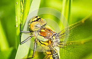 A dragonfly in their natural environment. A dragonfly in the thick green grass in the clearing, close up