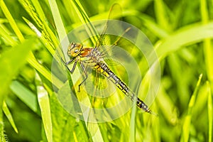 A dragonfly in their natural environment. A dragonfly in the thick green grass in the clearing, close up