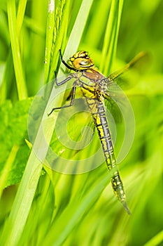 A dragonfly in their natural environment. A dragonfly in the thick green grass in the clearing, close up