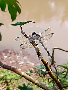 Dragonfly on the top of a dry twig isolated by blurr background.insect,animal,macro