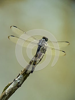 Dragonfly on the top of a dry twig isolated by blurr background.insect,animal,macro