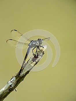 Dragonfly on the top of a dry twig isolated by blurr background.insect,animal,macro