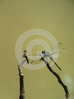 Dragonfly on the top of a dry twig isolated by blurr background.insect,animal,macro