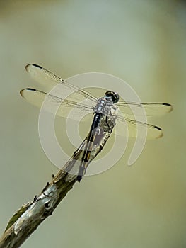 Dragonfly on the top of a dry twig isolated by blurr background.insect,animal,macro photo