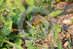 Dragonfly on the top of small bud flower and on the nature background.