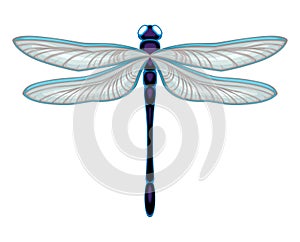 Dragonfly top view, vector isolated animal