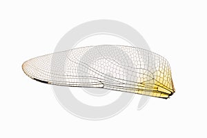 Dragonfly transparent wing