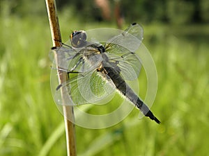 Dragonfly with transparent wings sits on a blade of grass on a blurred green background of grass