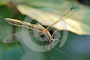 Dragonfly is trapped by spider web