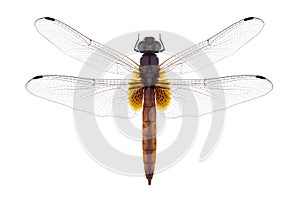 Dragonfly Trithemis aurora