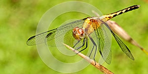 Dragonfly, Tropical Rainforest, Costa Rica