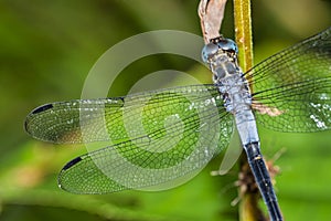 Dragonfly, Tropical Rainforest, Marino Ballena National Park