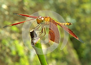 Dragonfly on trunk
