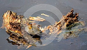 Dragonfly on Turtle