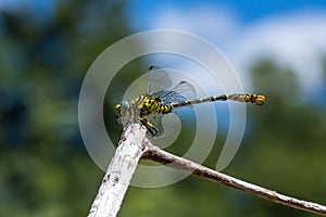 Dragonfly on a twig in the blurred background, Arcos de Valdevez, Portugal
