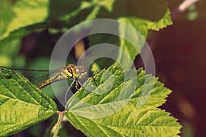 Dragonfly between two green leaves