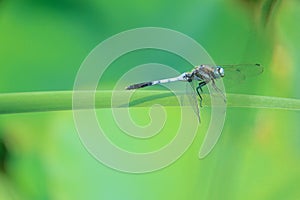 Dragonfly on typha leaf